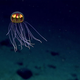 A jellyfish, chilling in the Mariana trench (Image: NOAA Office of Ocean Exploration and Research, 2016 Deepwater Exploration of the Marianas)